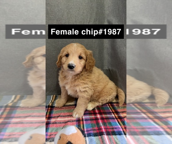 Medium Photo #1 Golden Retriever-Poodle (Toy) Mix Puppy For Sale in DONNELLSON, IA, USA