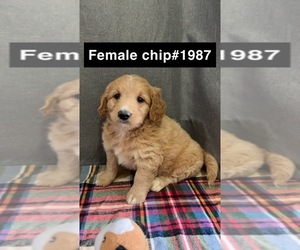 Golden Retriever-Poodle (Toy) Mix Puppy for Sale in DONNELLSON, Iowa USA