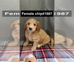 Small Photo #1 Golden Retriever-Poodle (Toy) Mix Puppy For Sale in DONNELLSON, IA, USA