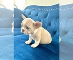 Small #18 French Bulldog