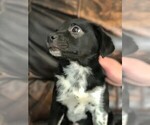 Small Photo #3 Jack-Rat Terrier Puppy For Sale in STAFFORD SPRINGS, CT, USA