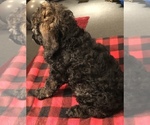 Small Photo #5 Poodle (Standard) Puppy For Sale in SAINT CHARLES, IL, USA