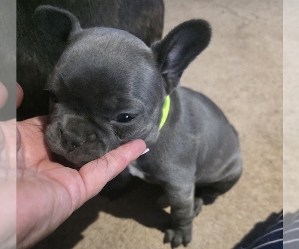 Medium Photo #36 French Bulldog Puppy For Sale in BLANCA, CO, USA