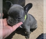 Small #35 French Bulldog