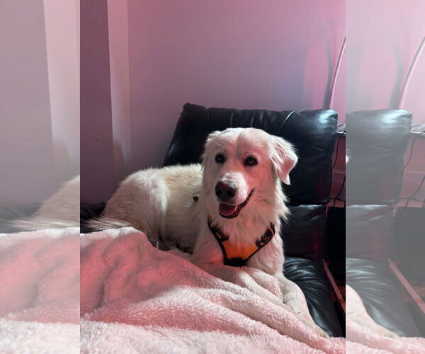 Medium Photo #2 Great Pyrenees Puppy For Sale in Denver , CO, USA