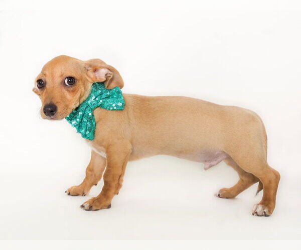 Medium Photo #3 Chiweenie Puppy For Sale in phoenix, AZ, USA