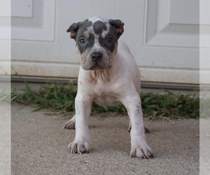 American Bully Puppy for sale in CHAMPAIGN, IL, USA