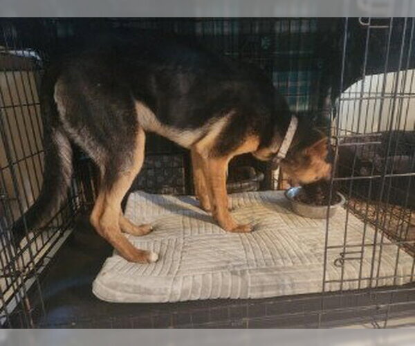 Medium Photo #2 German Shepherd Dog Puppy For Sale in Modesto, CA, USA