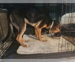 Small #1 German Shepherd Dog