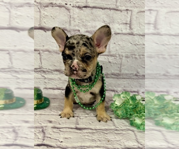 Medium Photo #3 French Bulldog Puppy For Sale in ELKHORN, WI, USA