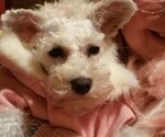 Small Photo #1 Schnauzer (Miniature) Puppy For Sale in ROSWELL, GA, USA