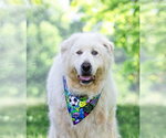 Small #5 Great Pyrenees Mix