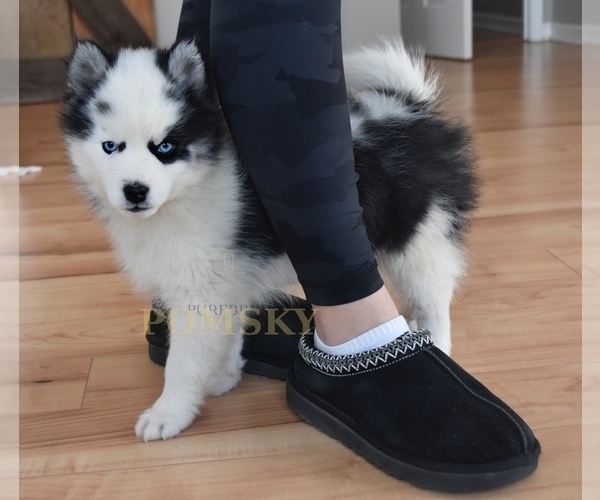 Medium Photo #3 Pomsky Puppy For Sale in KANSAS CITY, MO, USA