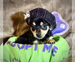 Small #5 Rat Terrier