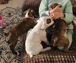 Boxer Puppy for sale in COMMERCE CITY, CO, USA