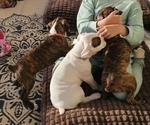 Image preview for Ad Listing. Nickname: Litter of 6