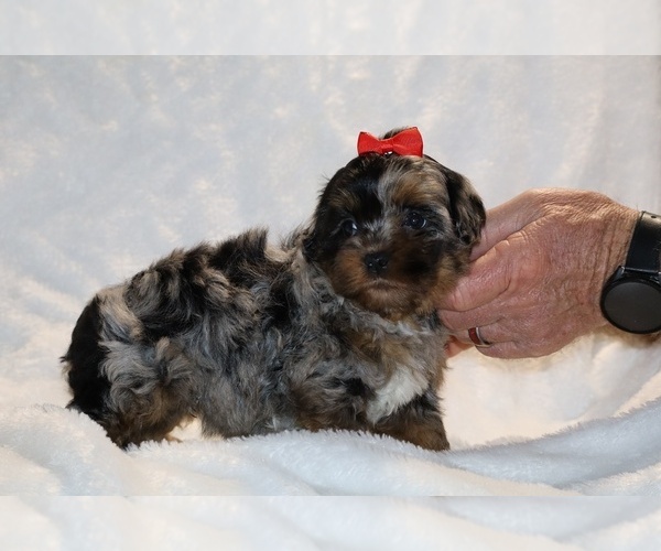 Medium Photo #6 ShihPoo Puppy For Sale in DYERSBURG, TN, USA