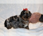 Small #5 ShihPoo