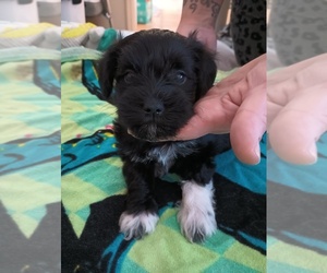 Schnauzer (Miniature) Puppy for sale in SPRING HILL, FL, USA