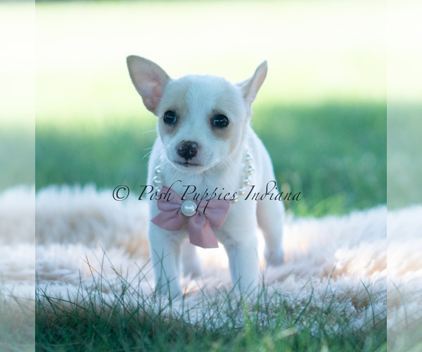 Medium Photo #6 Chihuahua Puppy For Sale in WARSAW, IN, USA