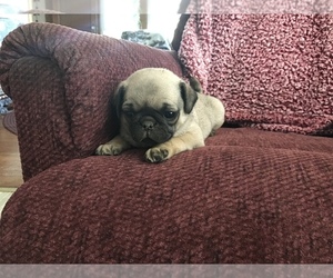 Pug Puppy for sale in DAYTON, VA, USA