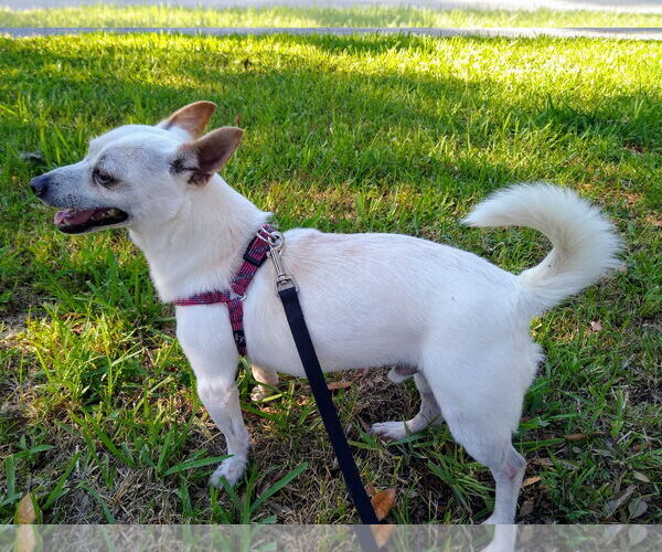 Medium Photo #2 Chihuahua-Unknown Mix Puppy For Sale in Tampa, FL, USA