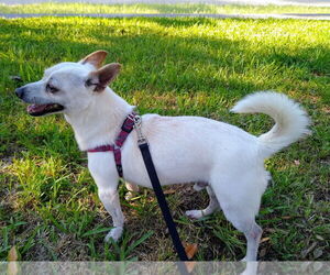 NASH - Male Chihuahua-Unknown Mix Dog for Adoption - Photo #2