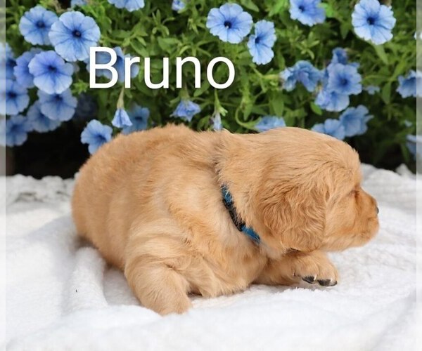 Medium Photo #46 Golden Retriever Puppy For Sale in LOYAL, WI, USA