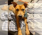 Small #4 American Pit Bull Terrier Mix
