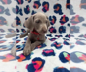 Weimaraner Puppy for sale in CRESTVIEW, FL, USA