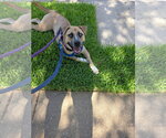 Small #4 Mutt