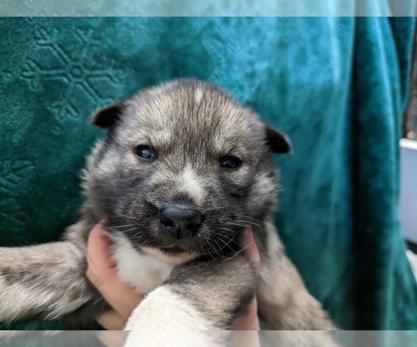 Medium Photo #2 Siberian Husky Puppy For Sale in OSCODA, MI, USA
