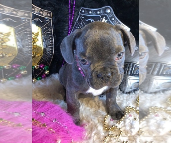 Medium Photo #2 French Bulldog Puppy For Sale in HEATHROW, FL, USA