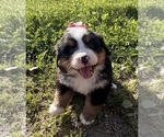 Small #20 Bernese Mountain Dog