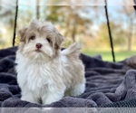 Small Photo #7 Havanese Puppy For Sale in HOUSTON, TX, USA