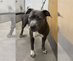 *STARLA - Female Mutt Dog for Adoption - Small photo