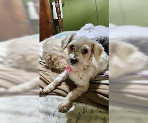 Havanese Dogs for adoption in Alexandria, KY, USA