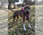 Small #2 American Pit Bull Terrier Mix