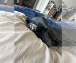 Small #2 Labrador Retriever Mix