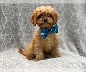Cavapoo Puppy for sale in LAKELAND, FL, USA