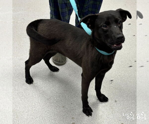 Medium Photo #1 Labrador Retriever-Unknown Mix Puppy For Sale in Washington, DC, USA