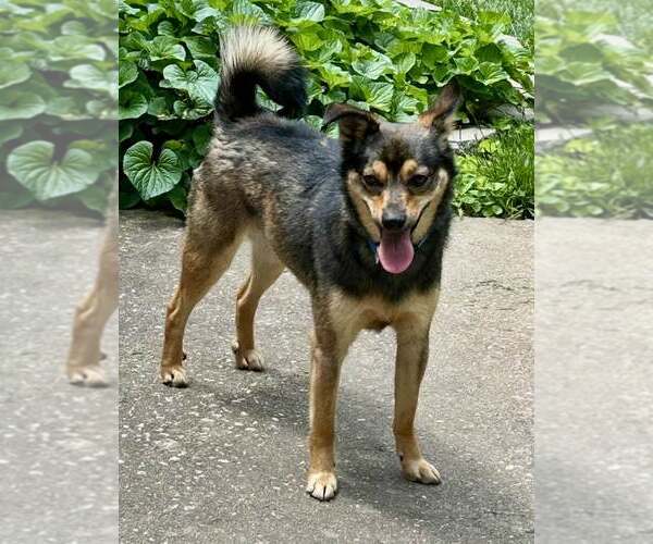 Medium Photo #3 Shiba Inu-Unknown Mix Puppy For Sale in Lee's Summit, MO, USA