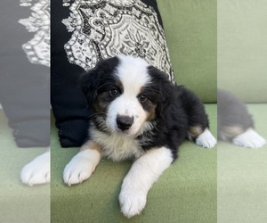 Medium Miniature Australian Shepherd