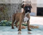 Puppy Frida Boxer