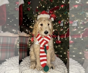 Goldendoodle Puppy for Sale in TULARE, California USA