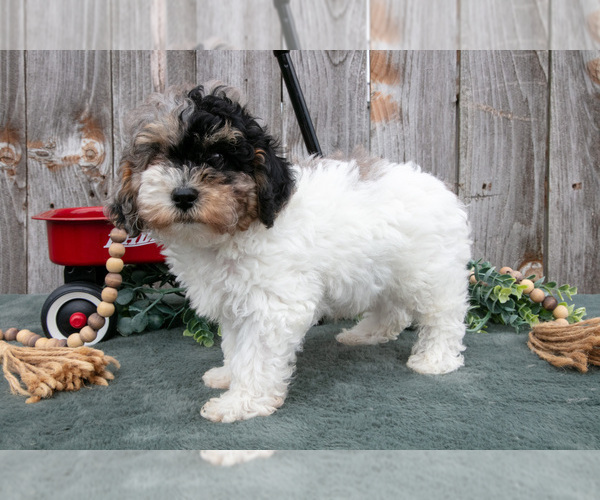 Medium Photo #3 Poodle (Toy) Puppy For Sale in HOWE, IN, USA