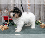 Small #2 Poodle (Toy)