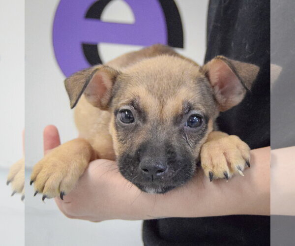 Medium Photo #4 American Staffordshire Terrier-Boxer Mix Puppy For Sale in Huntley, IL, USA