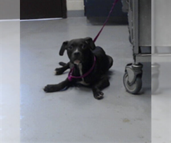 Medium Photo #1 Mutt Puppy For Sale in Fayetteville, NC, USA