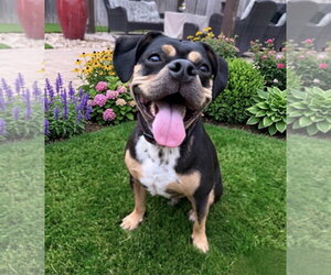 Boxer-Unknown Mix Dogs for adoption in Katy, TX, USA